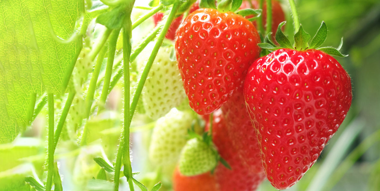 Strawberry