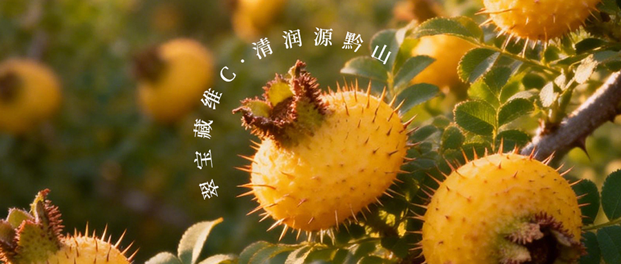 黔山藏 “绿宝”，一口锁鲜维C